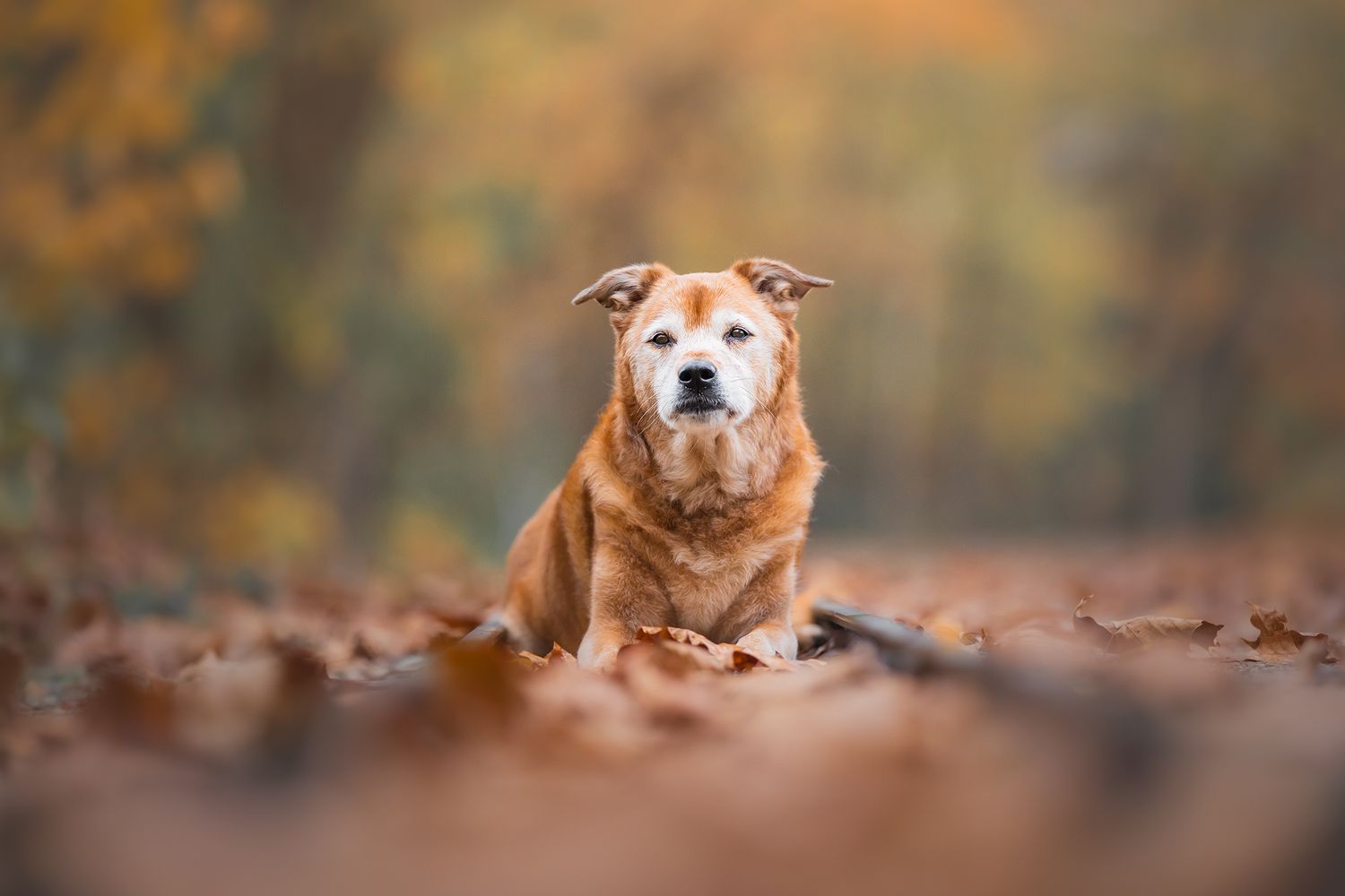 Photo by: Grace Marie Pet Photography, the St. Charles County Pet Photographer.