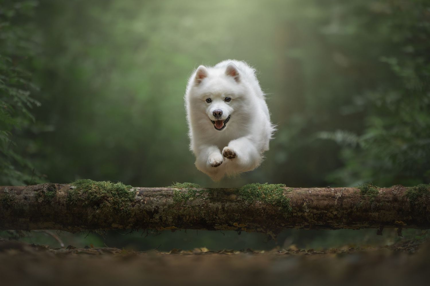 Photo by: Grace Marie Pet Photography, the St. Charles County Pet Photographer.