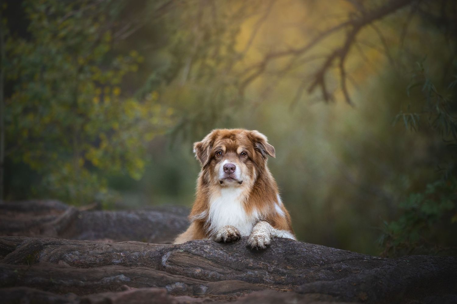 Photo by: Grace Marie Pet Photography, the St. Charles County Pet Photographer.