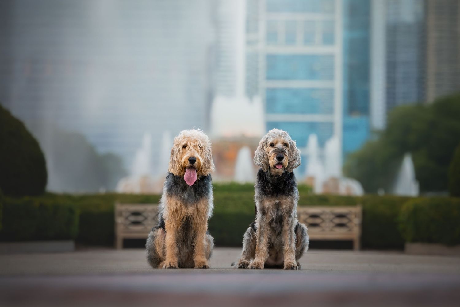 Photo by: Grace Marie Pet Photography, the St. Charles County Pet Photographer.