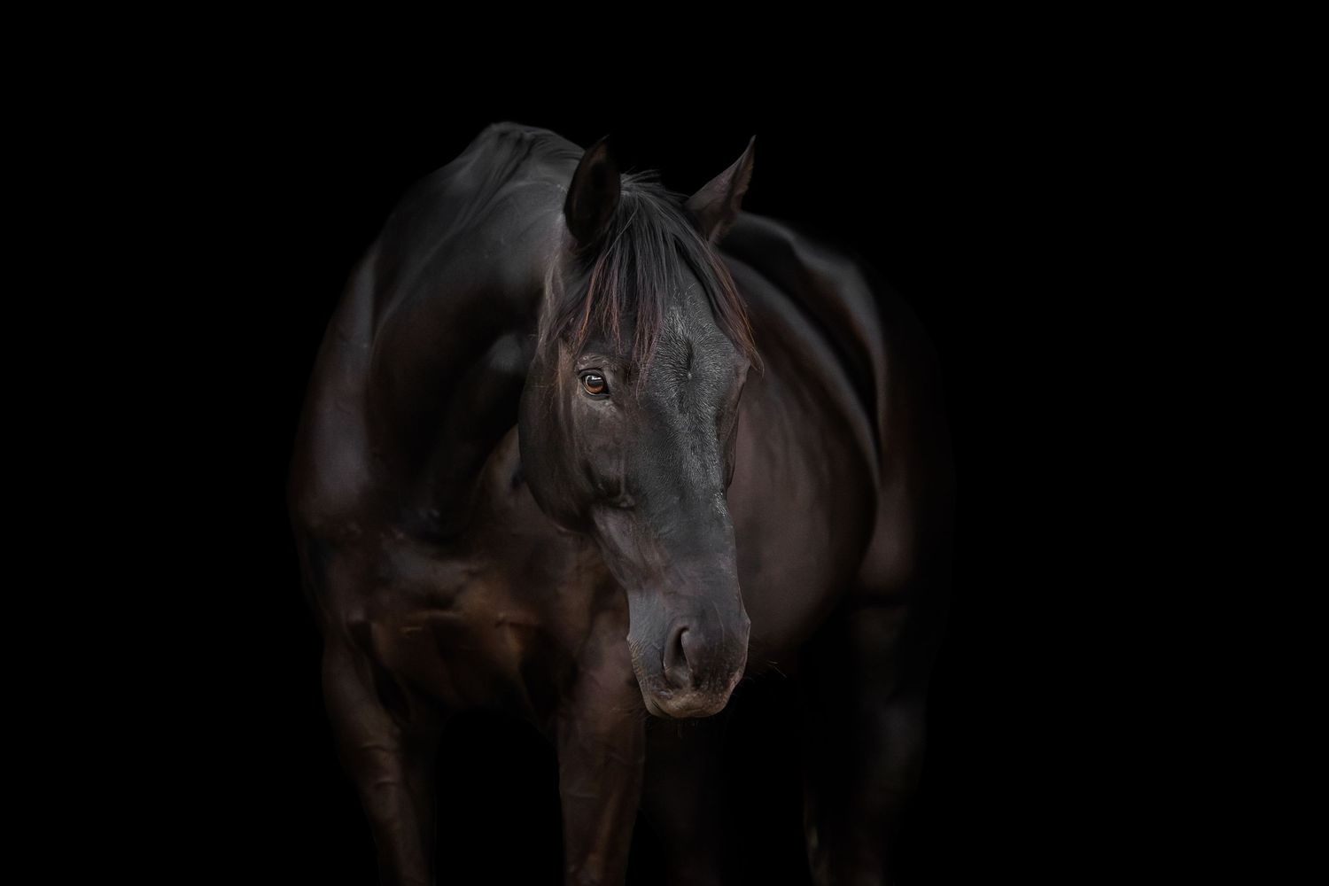 Photo by: Grace Marie Pet Photography, the St. Charles County Pet Photographer.