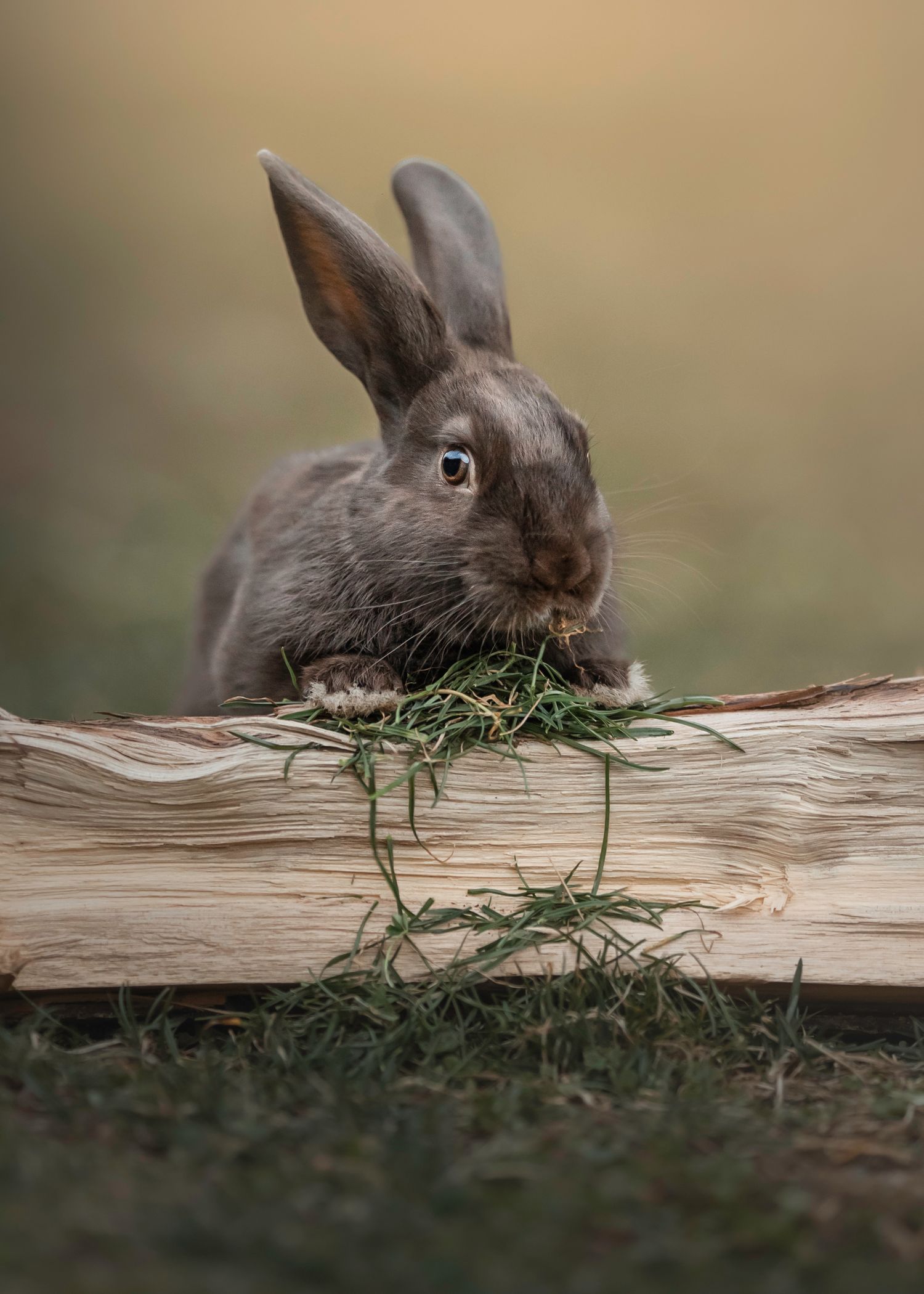 Photo by: Grace Marie Pet Photography, the St. Charles County Pet Photographer.