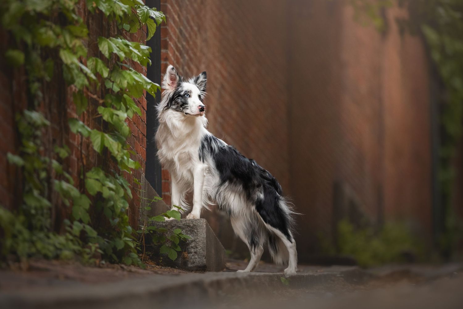 Photo by: Grace Marie Pet Photography, the St. Charles County Pet Photographer.