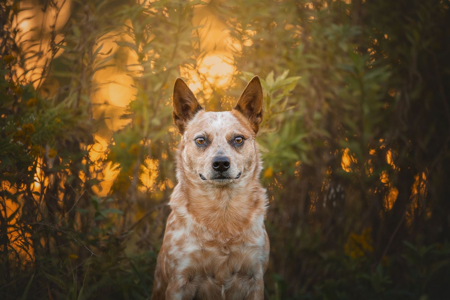 Photo by: Grace Marie Pet Photography, the St. Charles County Pet Photographer.