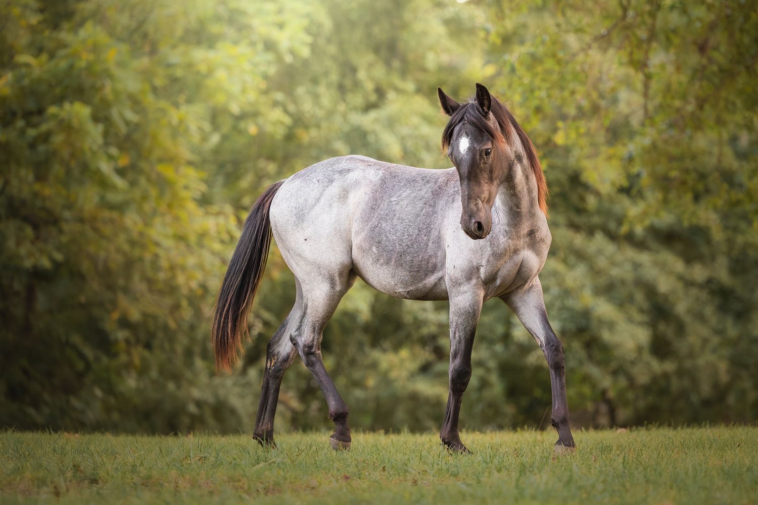 Photo by: Grace Marie Pet Photography, the St. Charles County Pet Photographer.