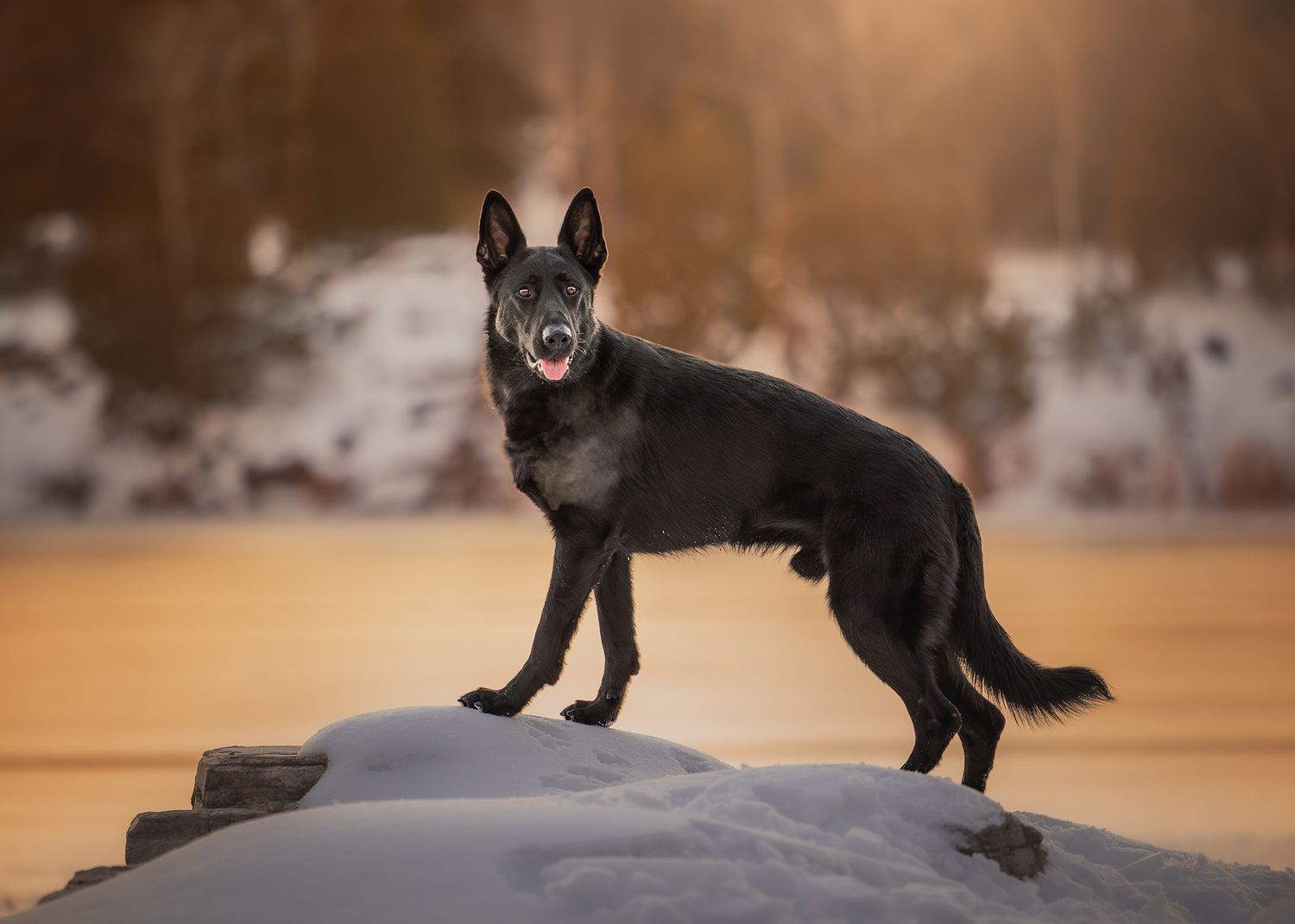 Photo by: Grace Marie Pet Photography, the St. Charles County Pet Photographer.