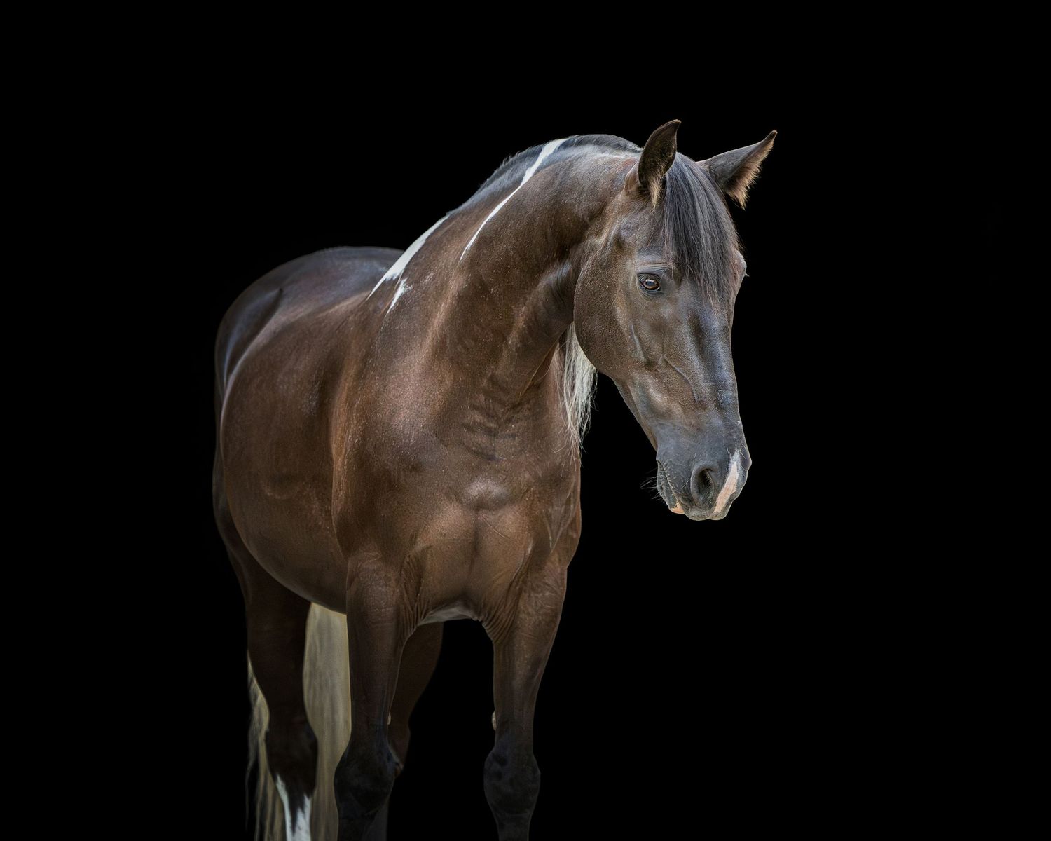 Photo by: Grace Marie Pet Photography, the St. Charles County Pet Photographer.