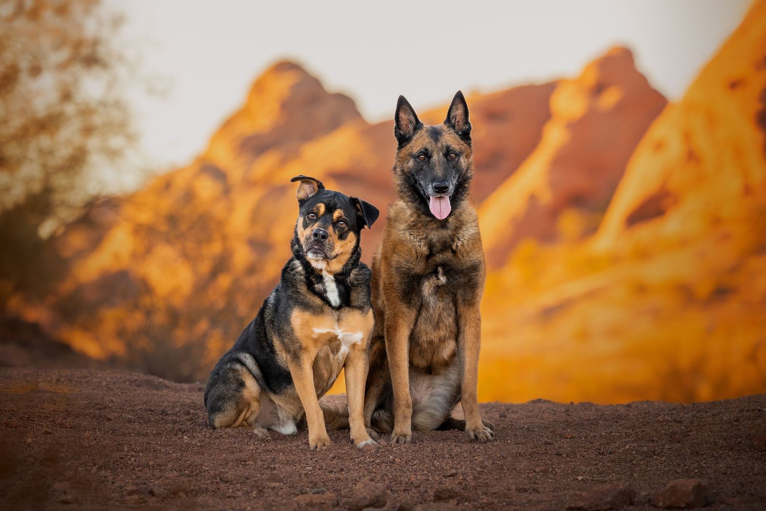 Photo by: Grace Marie Pet Photography, the St. Charles County Pet Photographer.