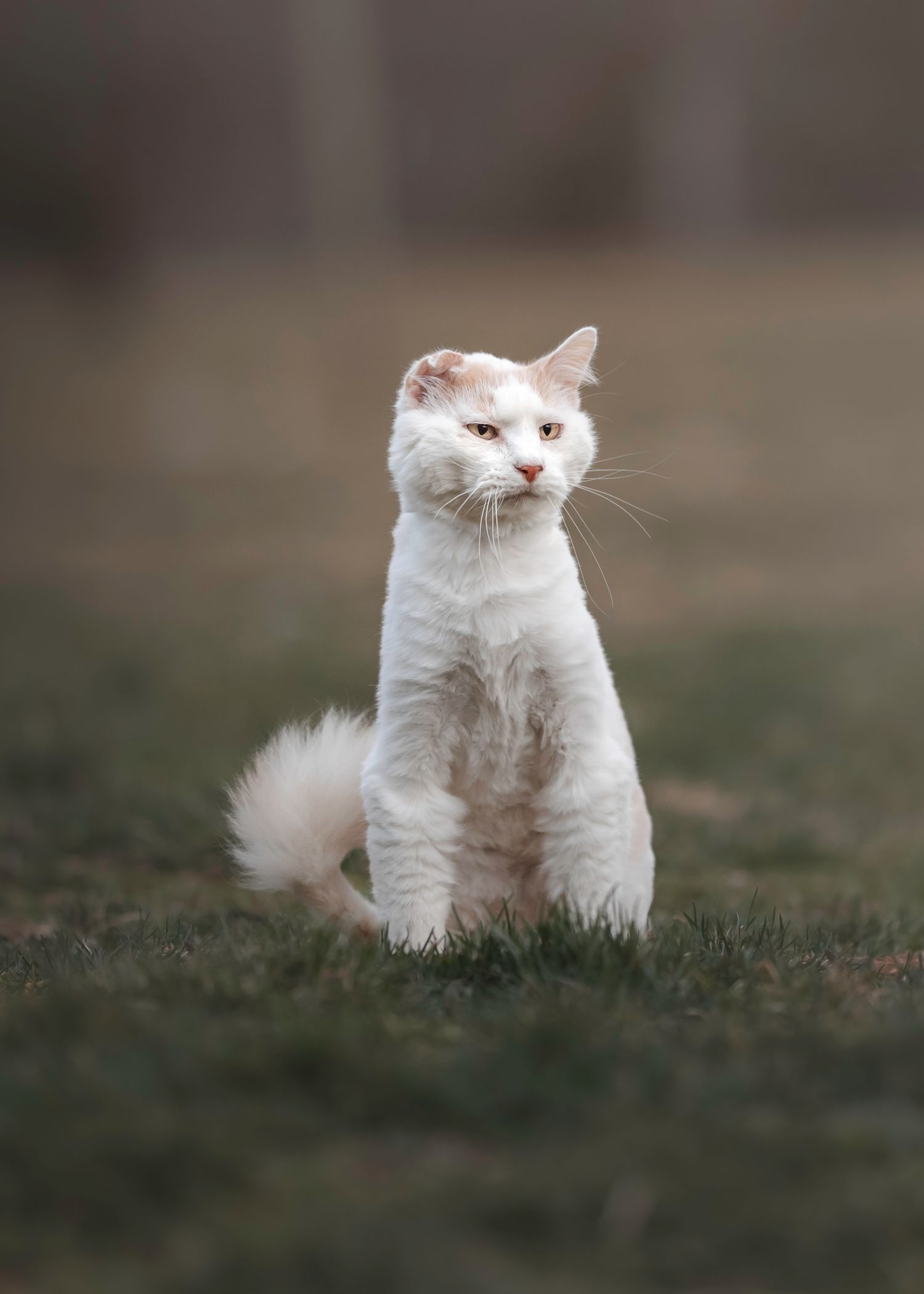 Photo by: Grace Marie Pet Photography, the St. Charles County Pet Photographer.