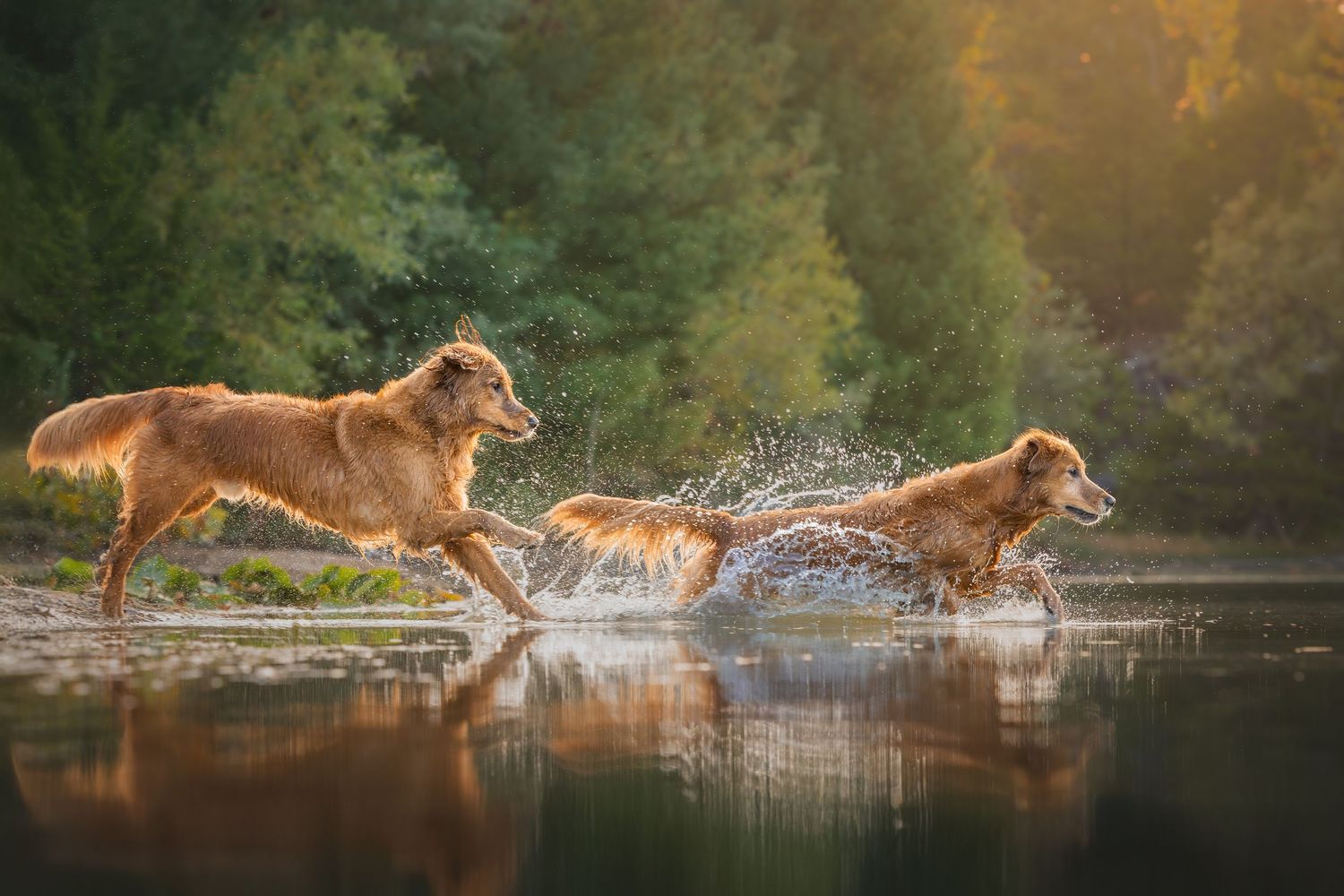 Photo by: Grace Marie Pet Photography, the St. Charles County Pet Photographer.