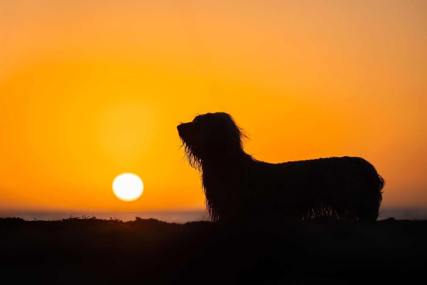 Photo by: Grace Marie Pet Photography, the St. Charles County Pet Photographer.