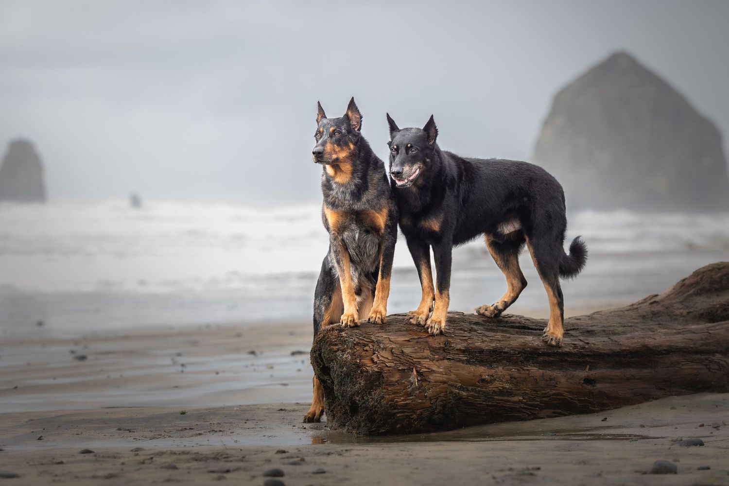 Photo by: Grace Marie Pet Photography, the St. Charles County Pet Photographer.
