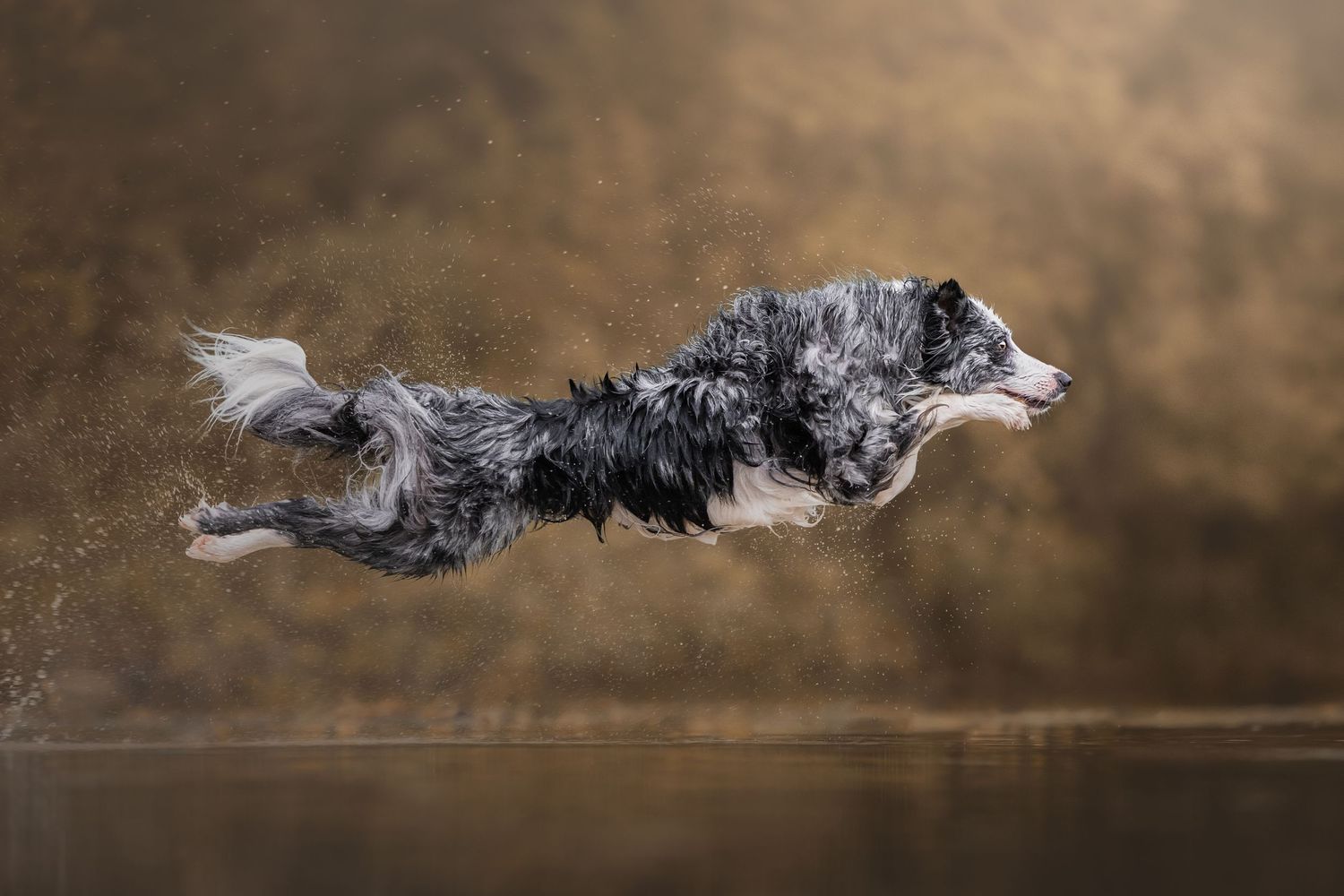 Photo by: Grace Marie Pet Photography, the St. Charles County Pet Photographer.