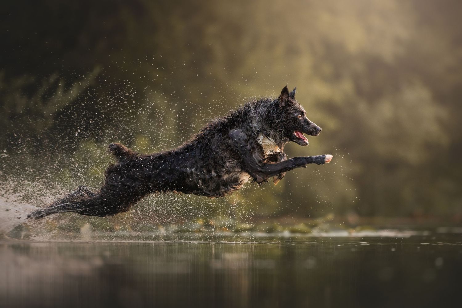 Photo by: Grace Marie Pet Photography, the St. Charles County Pet Photographer.