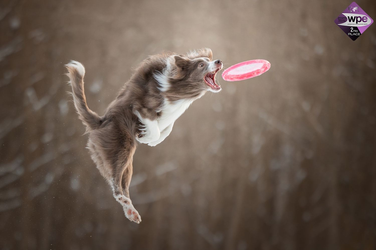 Photo by: Grace Marie Pet Photography, the St. Charles County Pet Photographer.
