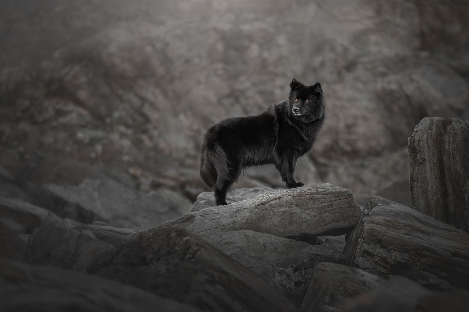 Photo by: Grace Marie Pet Photography, the St. Charles County Pet Photographer.