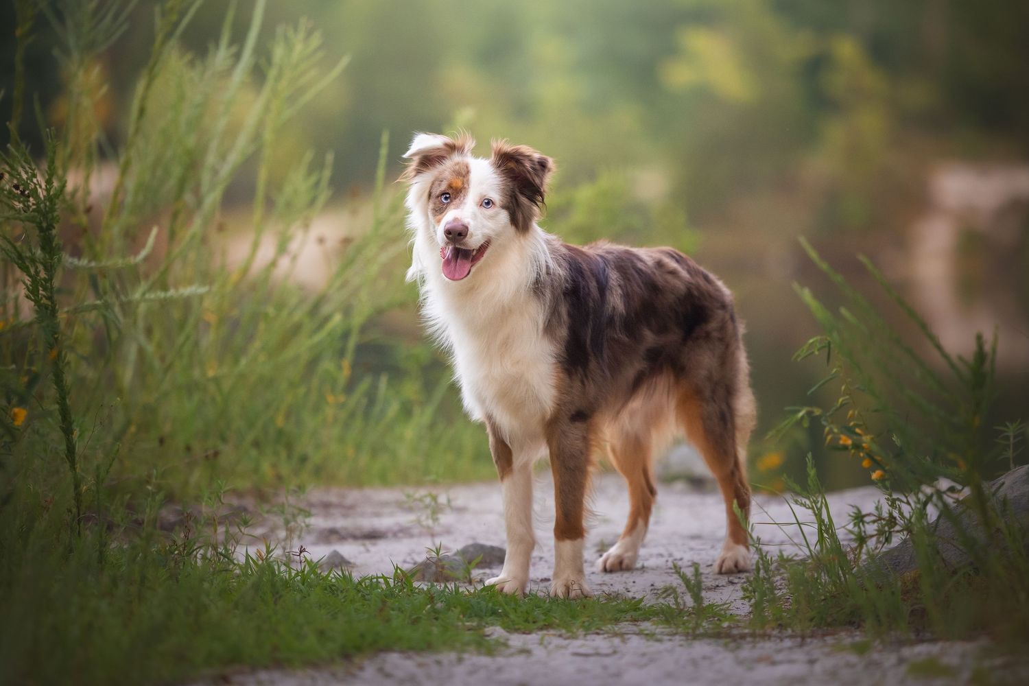 Photo by: Grace Marie Pet Photography, the St. Charles County Pet Photographer.