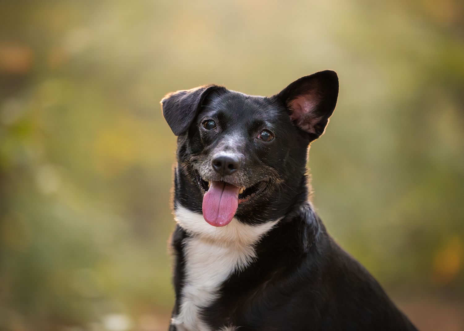 Photo by: Grace Marie Pet Photography, the St. Charles County Pet Photographer.