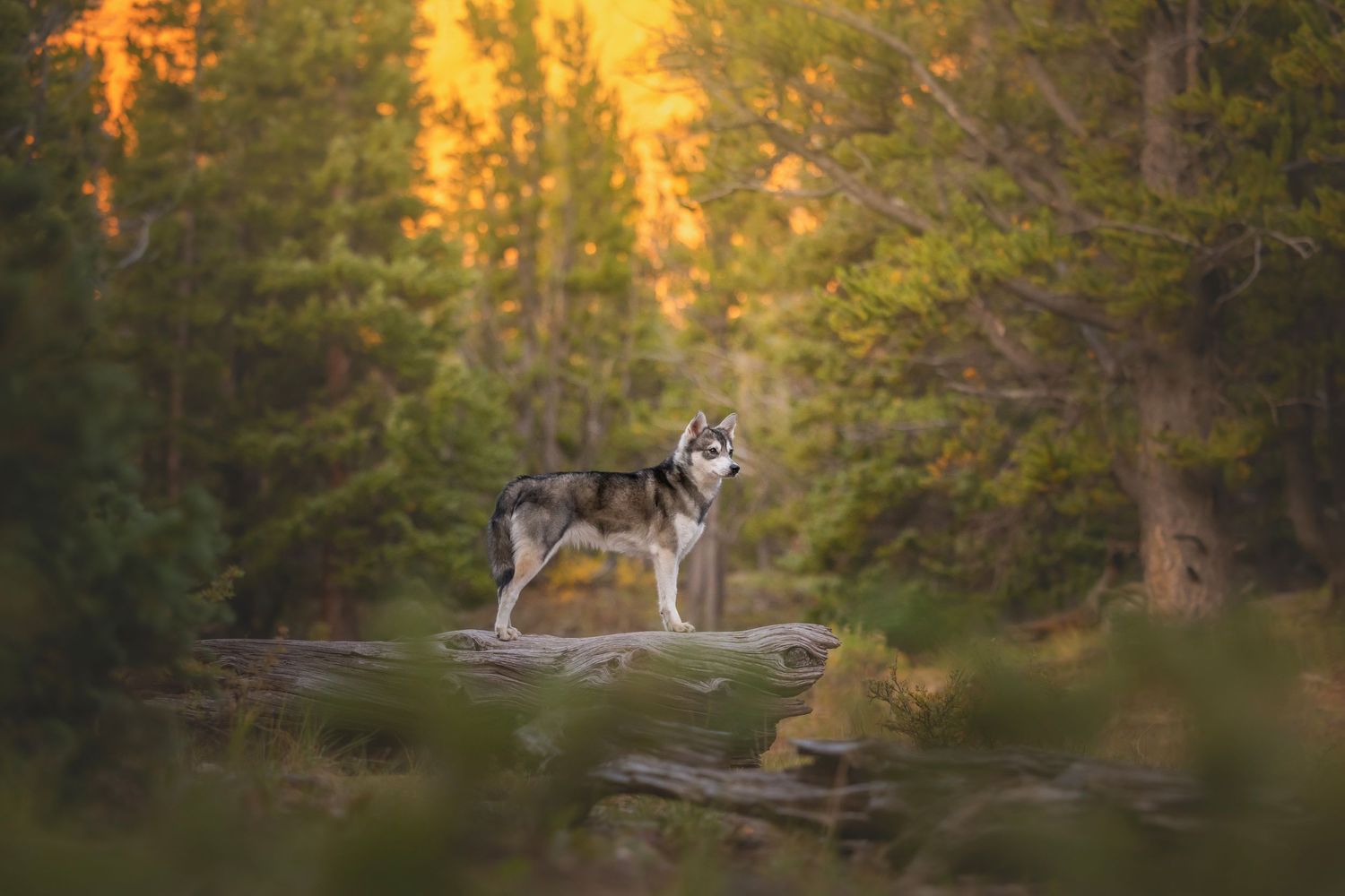 Photo by: Grace Marie Pet Photography, the St. Charles County Pet Photographer.