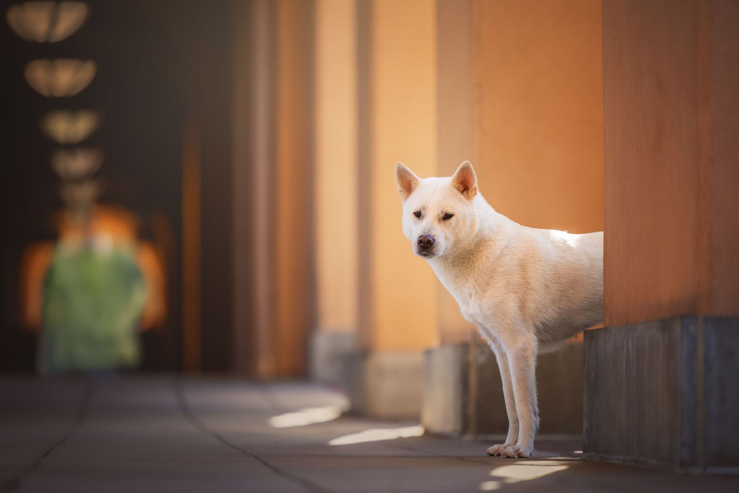 Photo by: Grace Marie Pet Photography, the St. Charles County Pet Photographer.