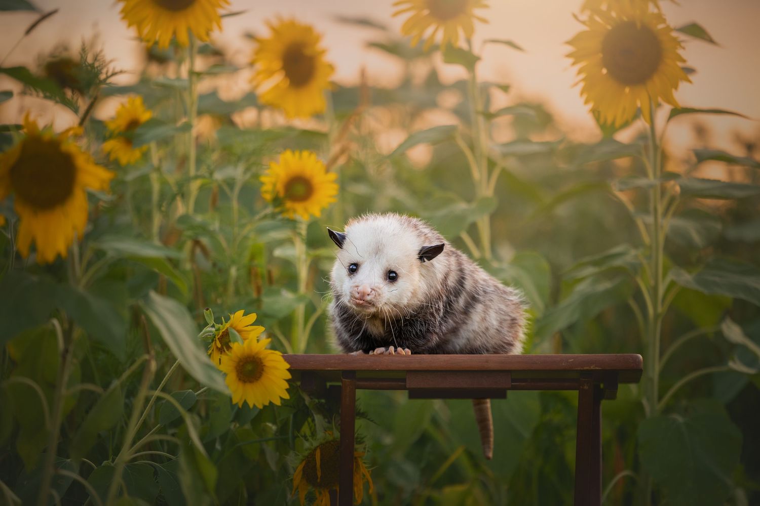 Photo by: Grace Marie Pet Photography, the St. Charles County Pet Photographer.