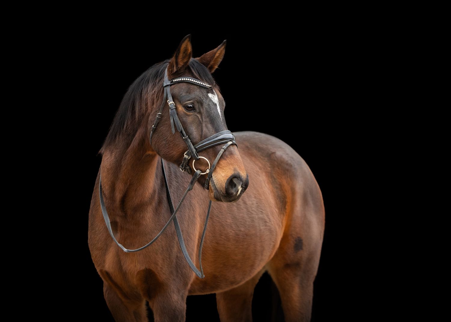 Photo by: Grace Marie Pet Photography, the St. Charles County Pet Photographer.