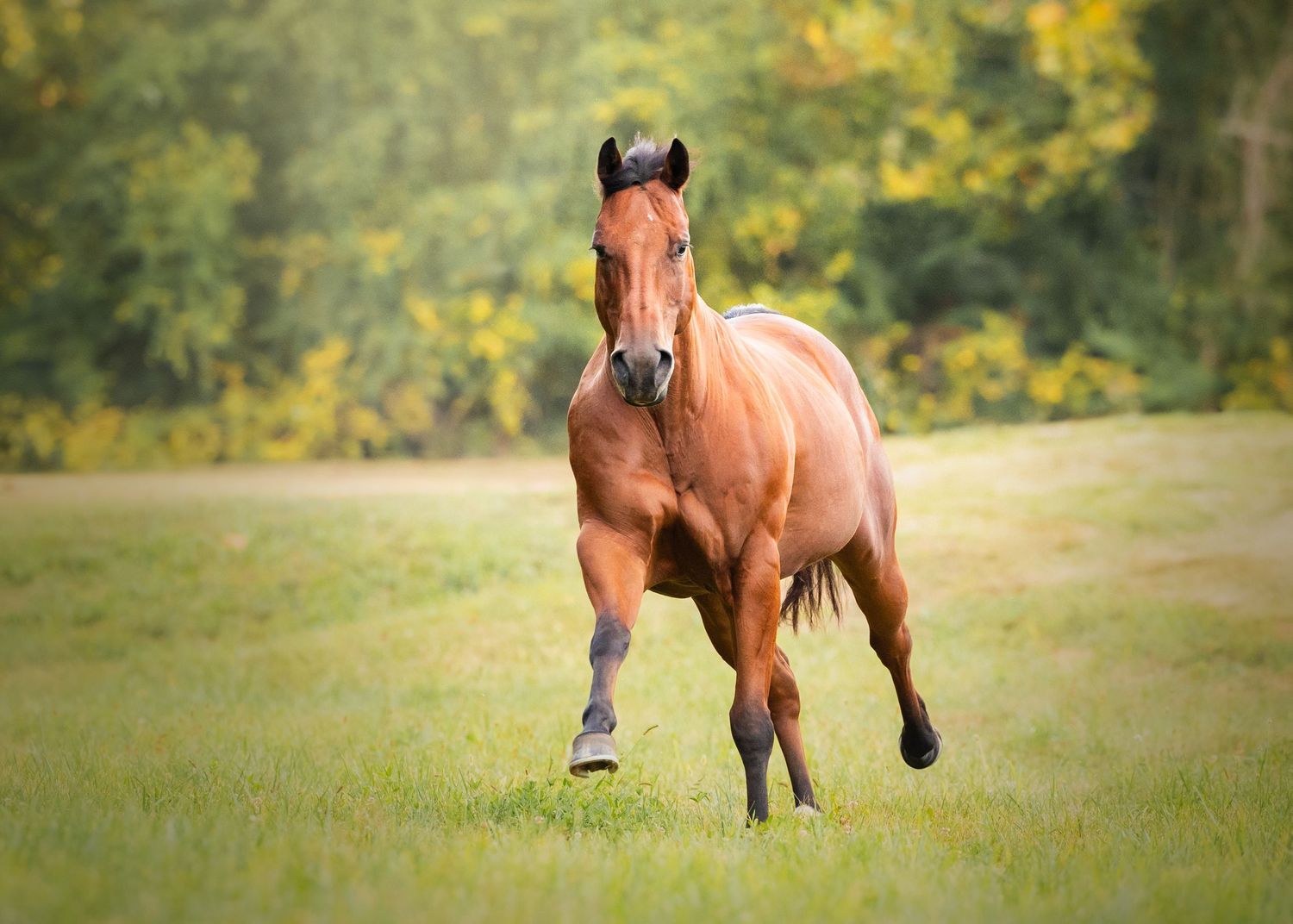 Photo by: Grace Marie Pet Photography, the St. Charles County Pet Photographer.