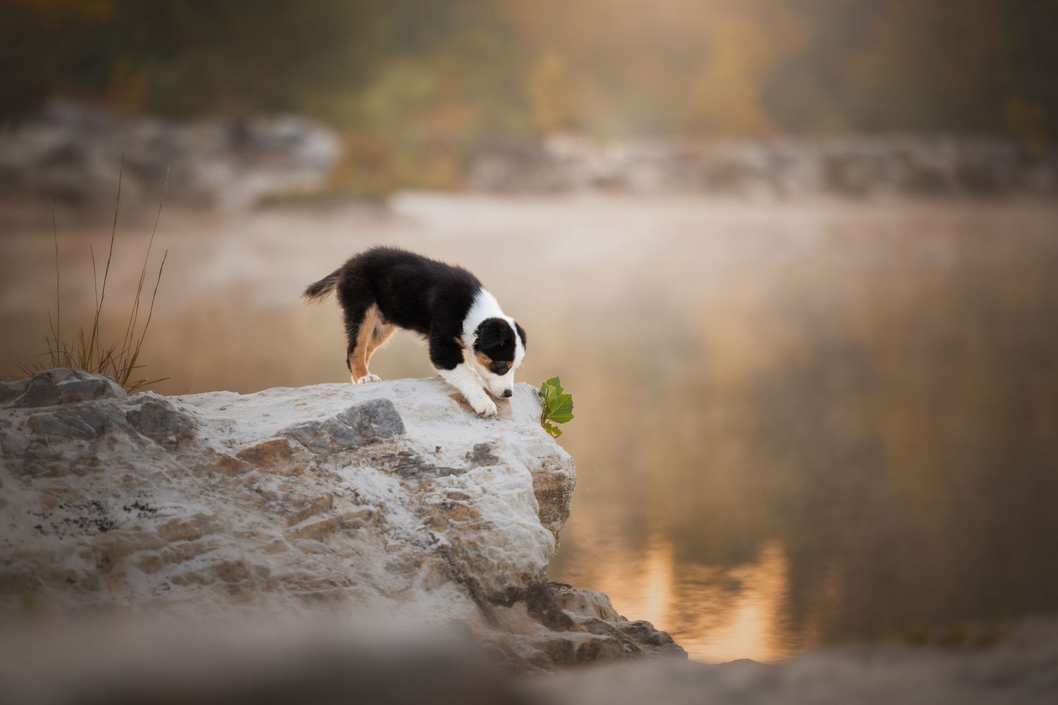 Photo by: Grace Marie Pet Photography, the St. Charles County Pet Photographer.