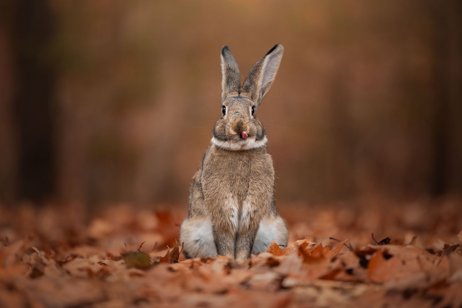 Photo by: Grace Marie Pet Photography, the St. Charles County Pet Photographer.