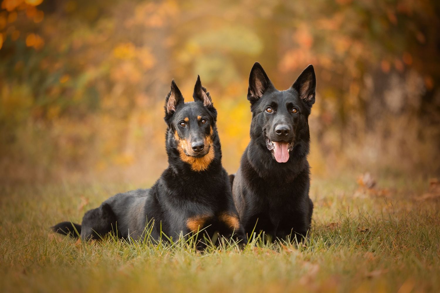 Photo by: Grace Marie Pet Photography, the St. Charles County Pet Photographer.