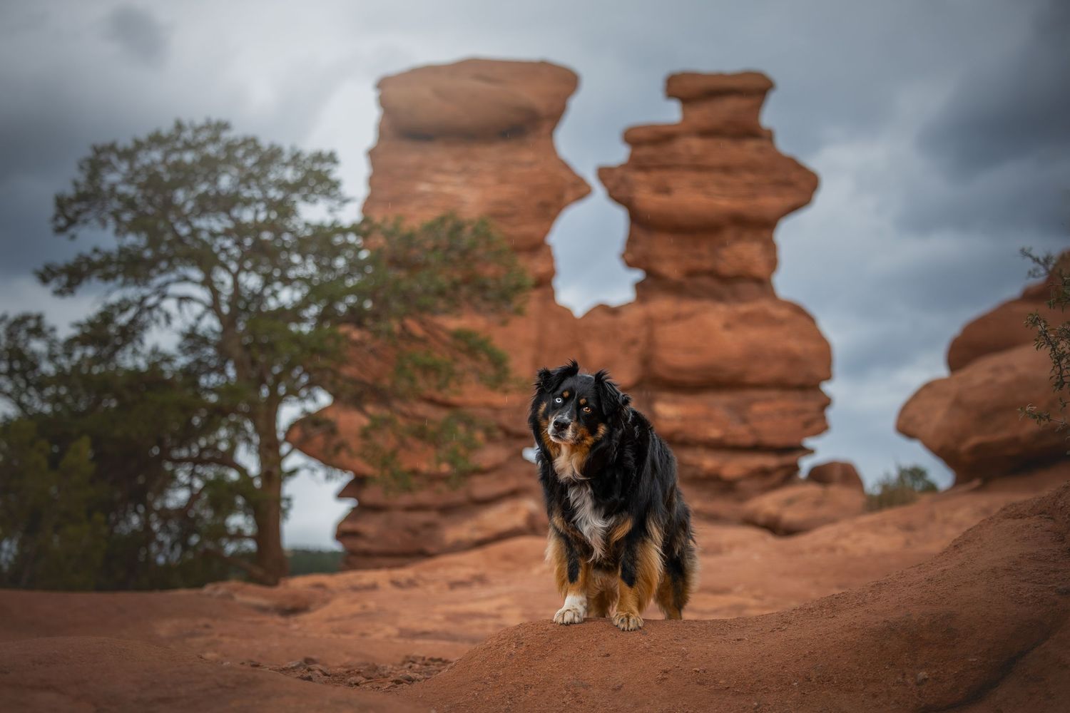 Photo by: Grace Marie Pet Photography, the St. Charles County Pet Photographer.