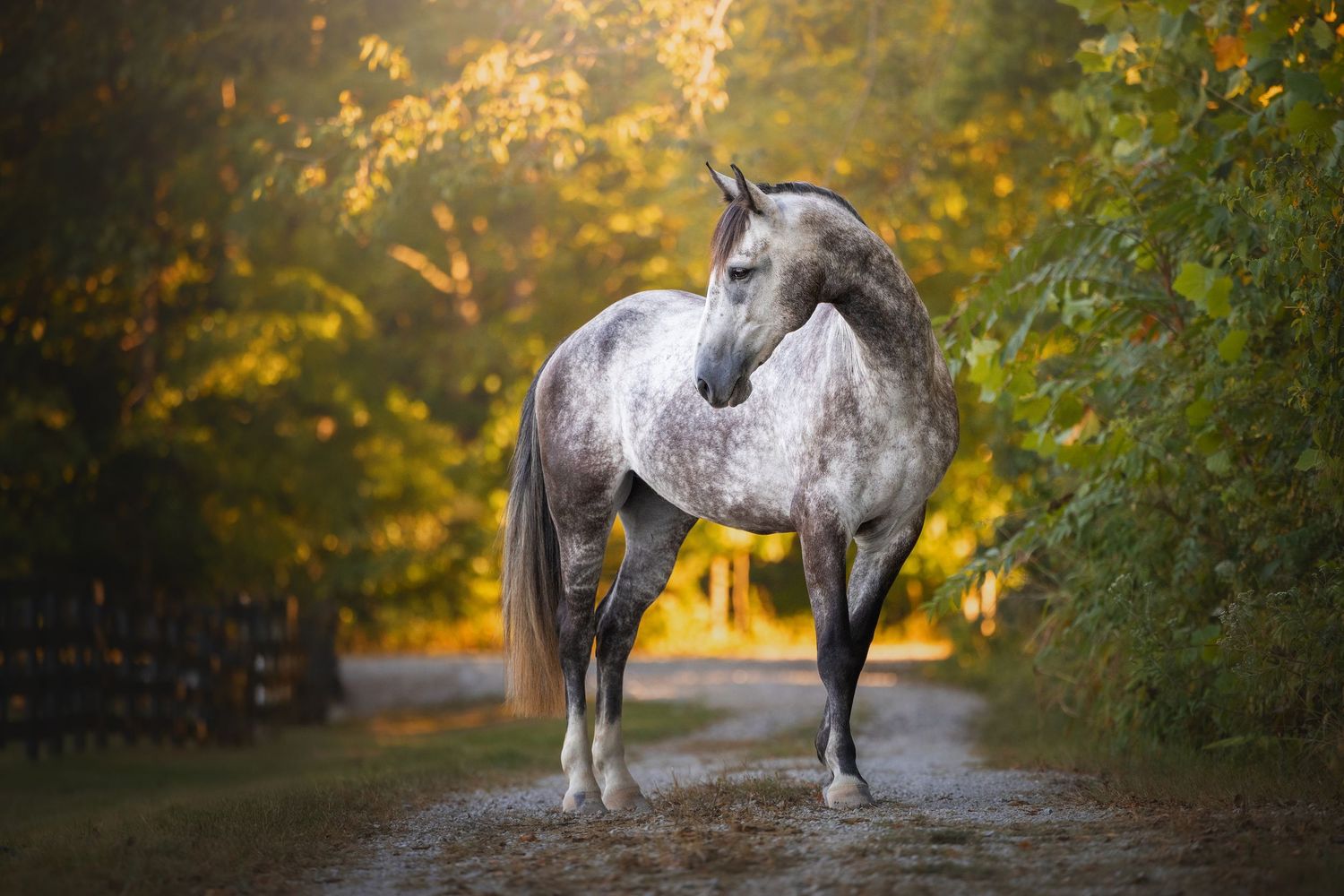 Photo by: Grace Marie Pet Photography, the St. Charles County Pet Photographer.