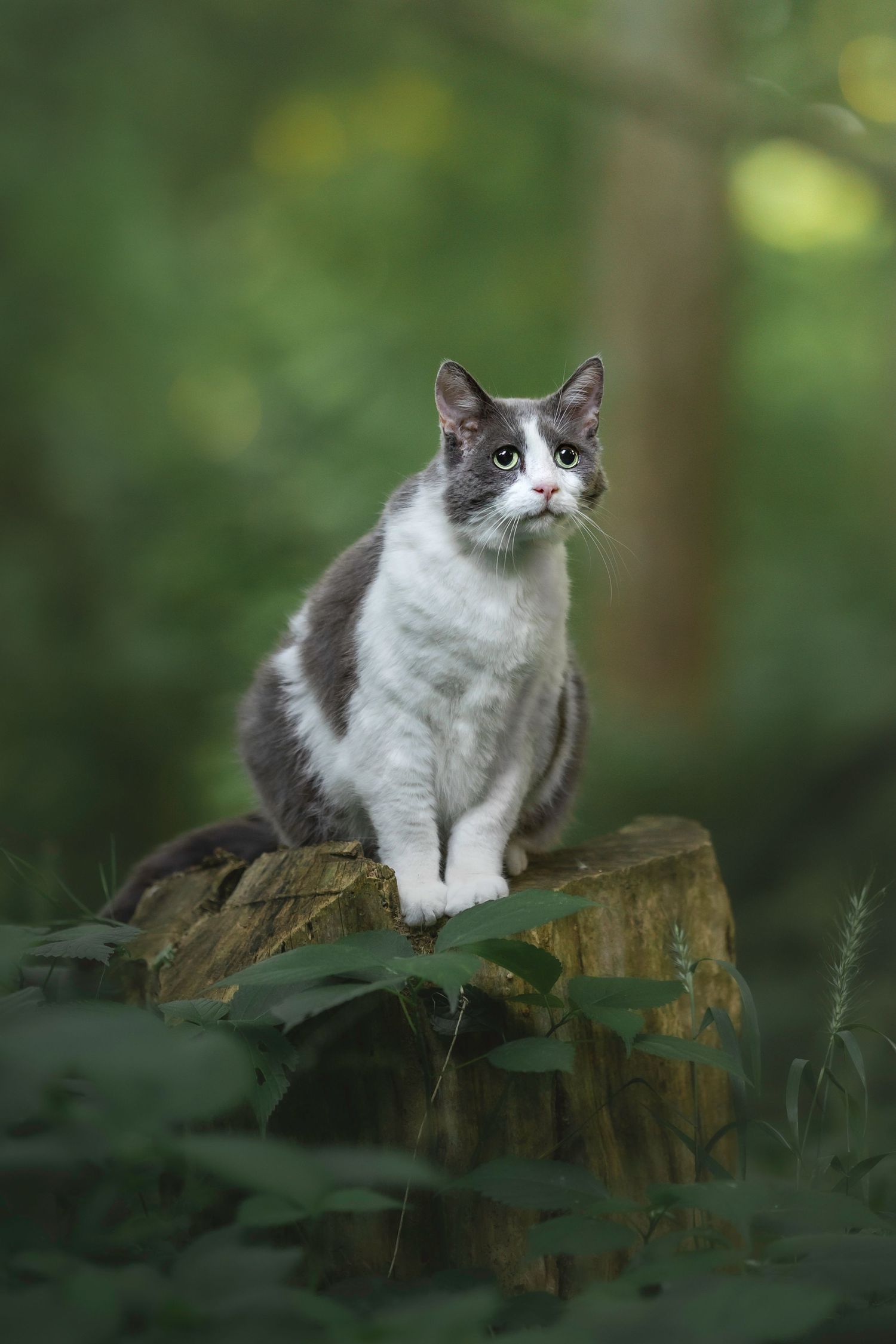 Photo by: Grace Marie Pet Photography, the St. Charles County Pet Photographer.