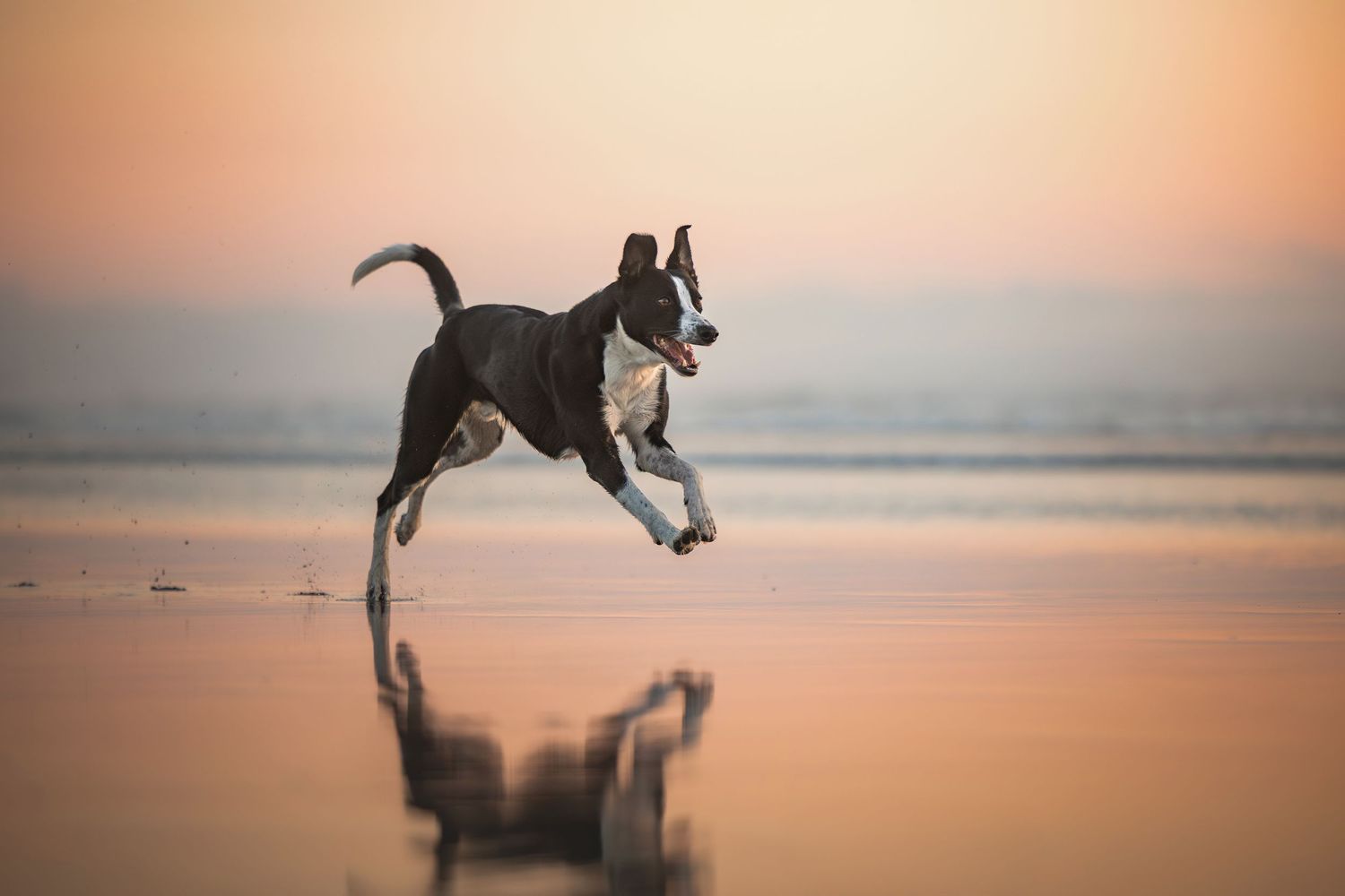 Photo by: Grace Marie Pet Photography, the St. Charles County Pet Photographer.
