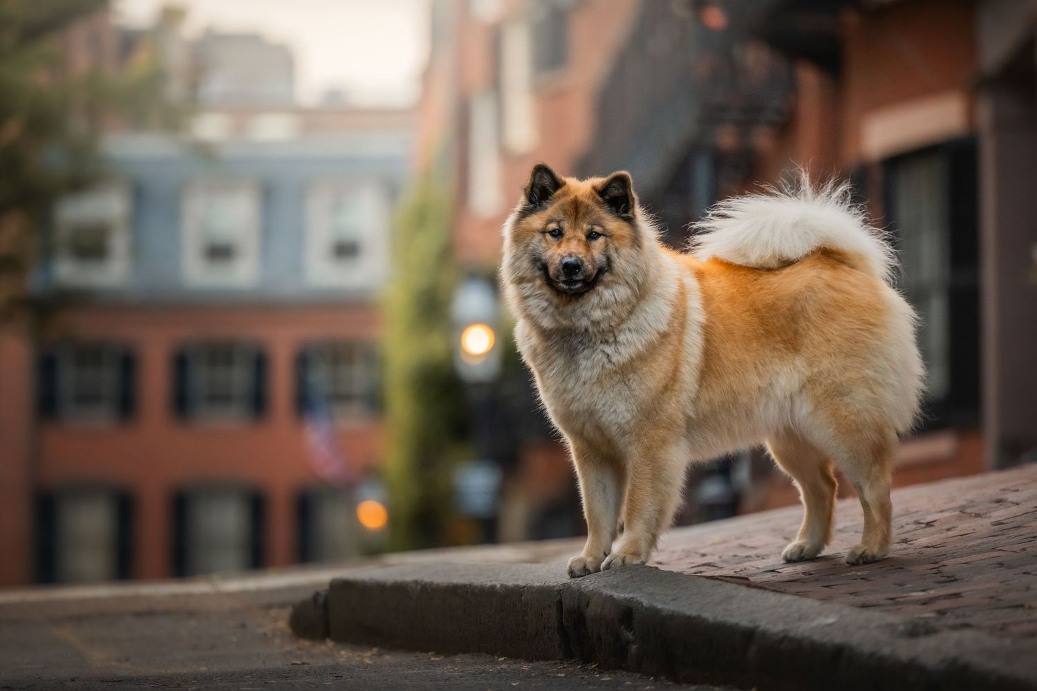 Photo by: Grace Marie Pet Photography, the St. Charles County Pet Photographer.