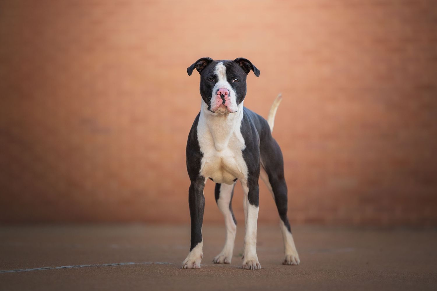 Photo by: Grace Marie Pet Photography, the St. Charles County Pet Photographer.