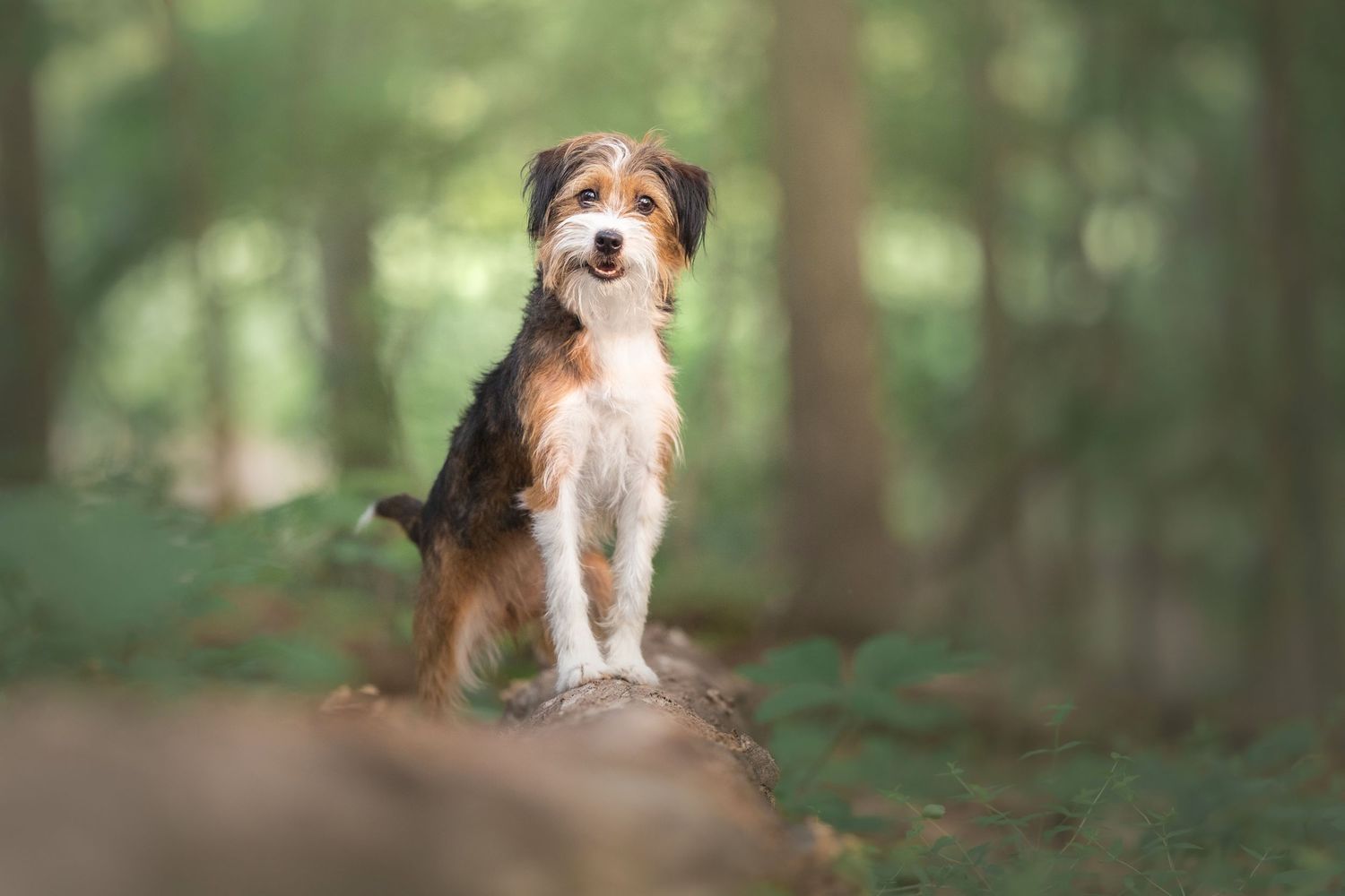 Photo by: Grace Marie Pet Photography, the St. Charles County Pet Photographer.