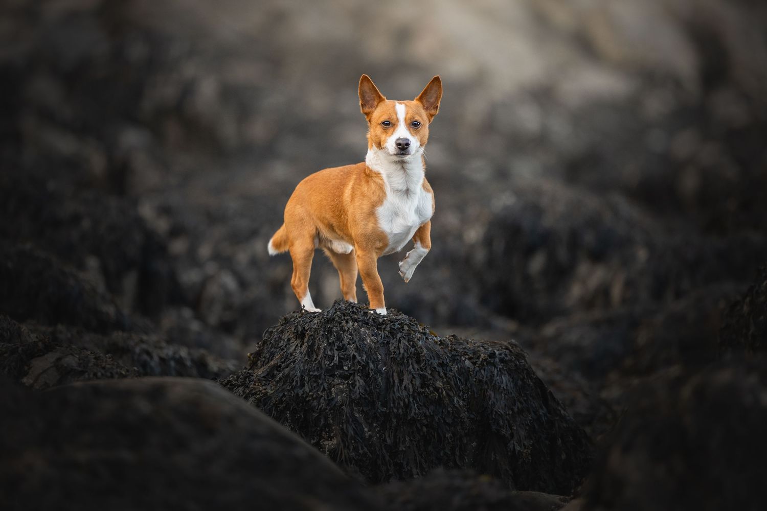 Photo by: Grace Marie Pet Photography, the St. Charles County Pet Photographer.