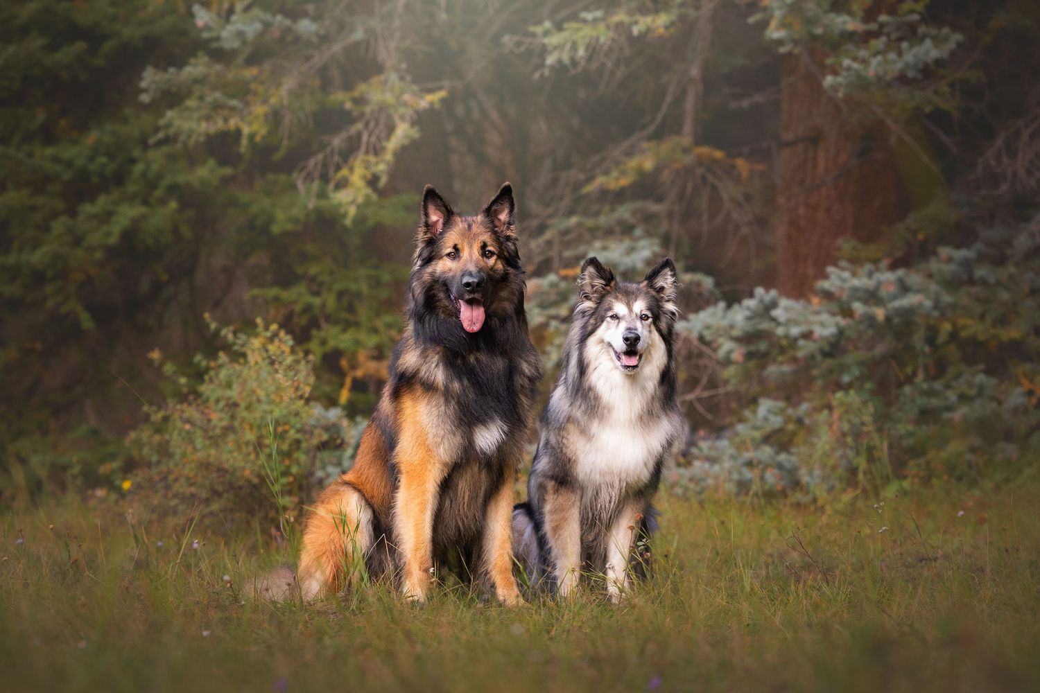 Photo by: Grace Marie Pet Photography, the St. Charles County Pet Photographer.