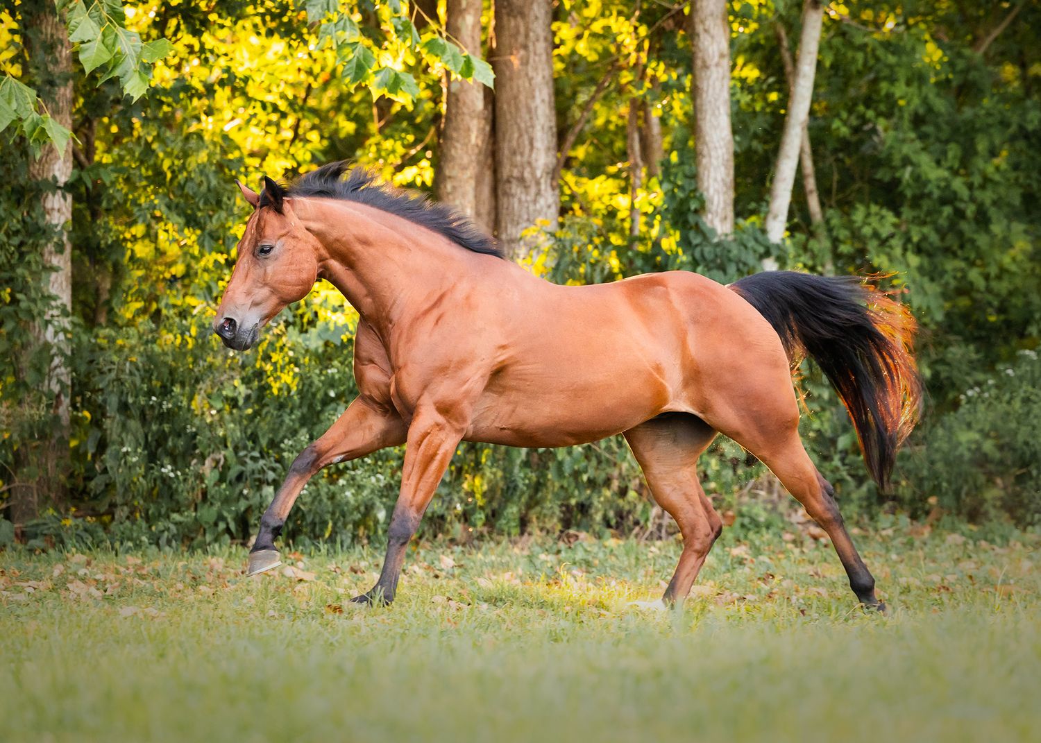 Photo by: Grace Marie Pet Photography, the St. Charles County Pet Photographer.
