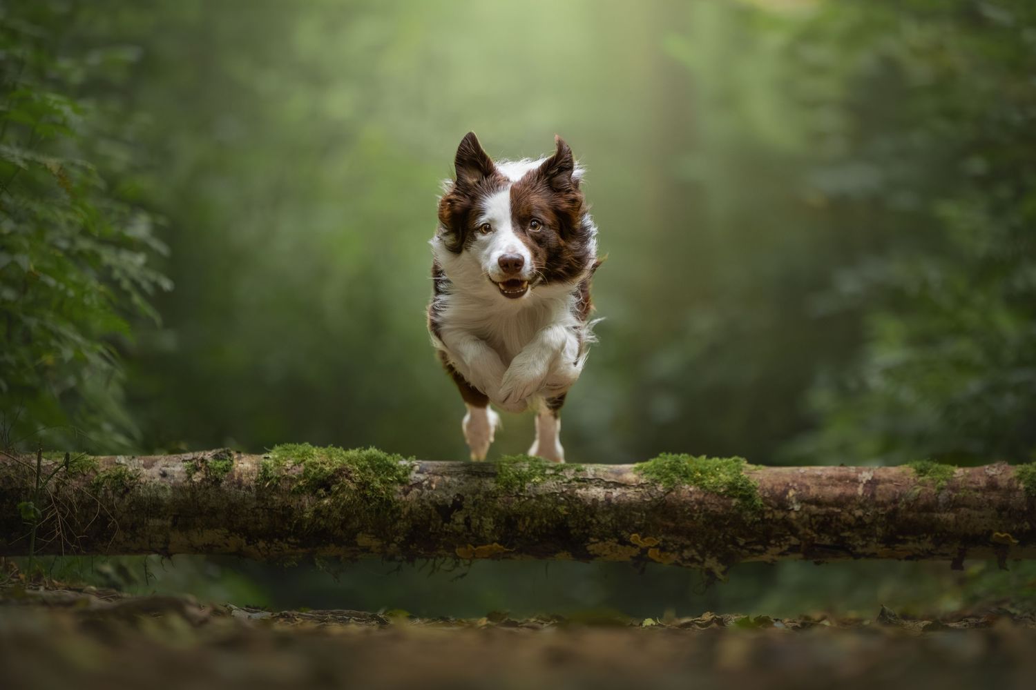 Photo by: Grace Marie Pet Photography, the St. Charles County Pet Photographer.
