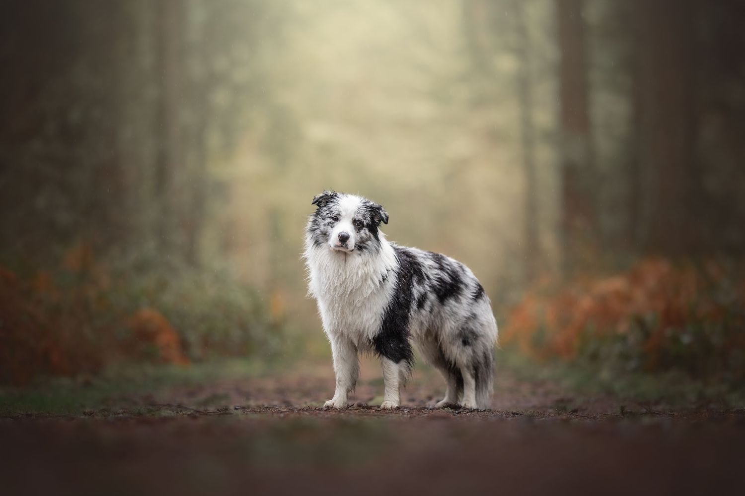 Photo by: Grace Marie Pet Photography, the St. Charles County Pet Photographer.