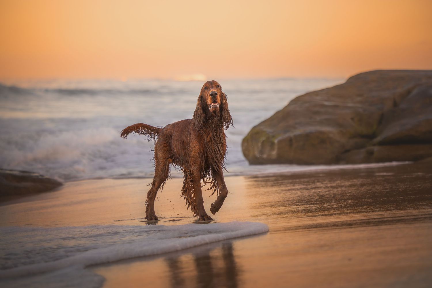 Photo by: Grace Marie Pet Photography, the St. Charles County Pet Photographer.