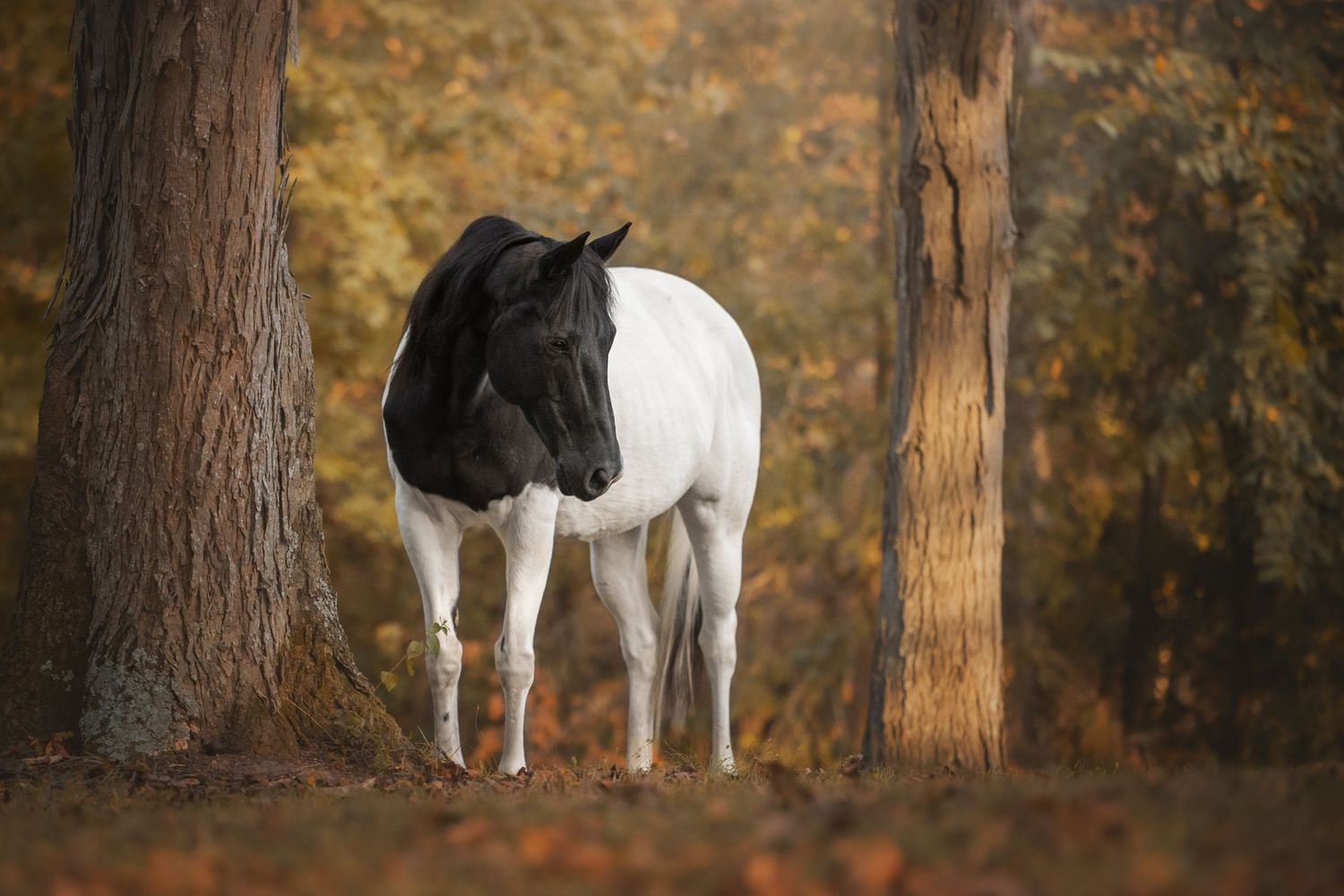 Photo by: Grace Marie Pet Photography, the St. Charles County Pet Photographer.