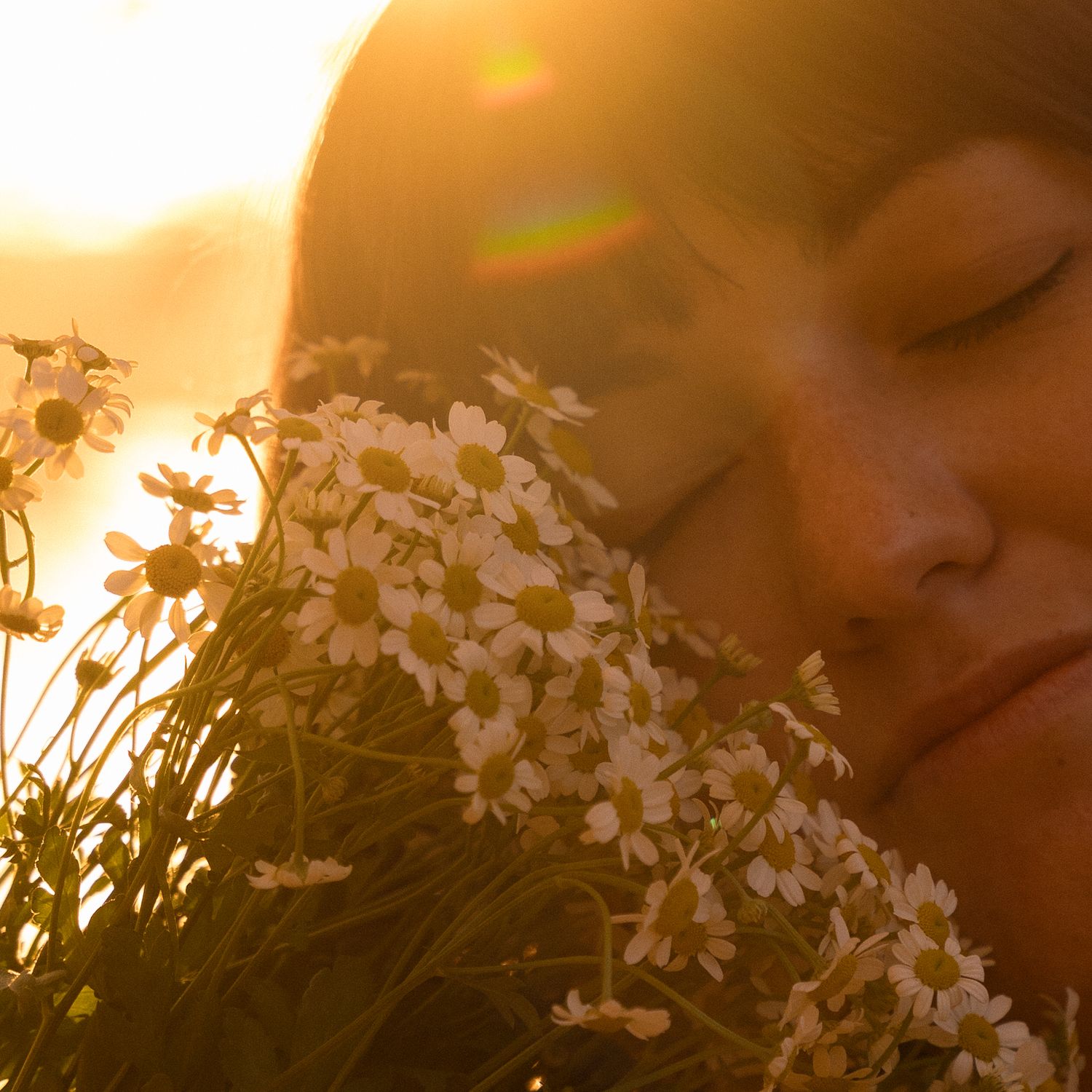 White cherry blossoms glow in warm sunset light creating a romantic natural backdrop.