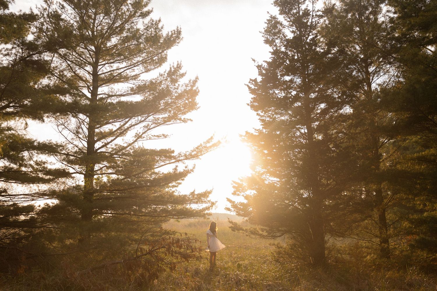 Row of tall pine trees silhouetted against a golden sunset sky with sunbeams filtering through.