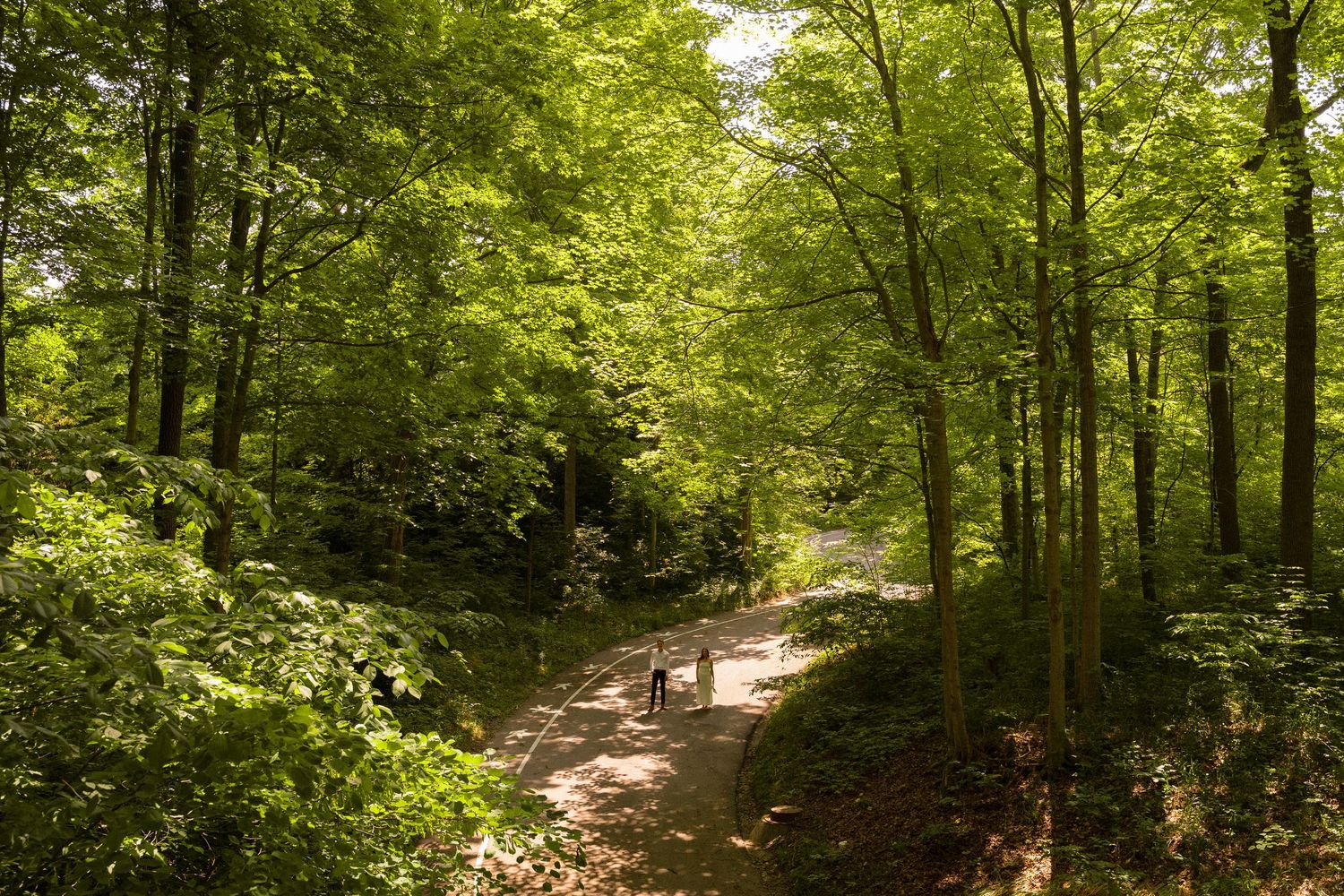 Lush green forest trail winding through sunlit trees.