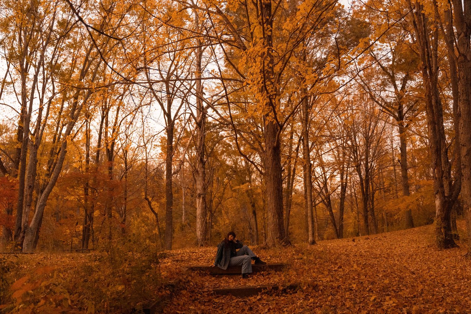 Autumn forest path with golden orange foliage and tall trees during sunset.