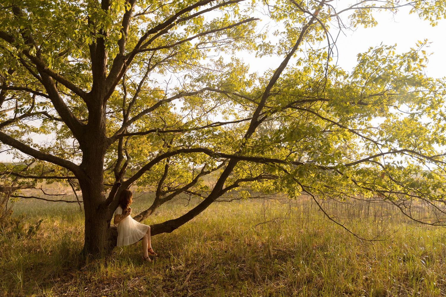 Golden sunlight filters through tree branches in a serene natural setting.