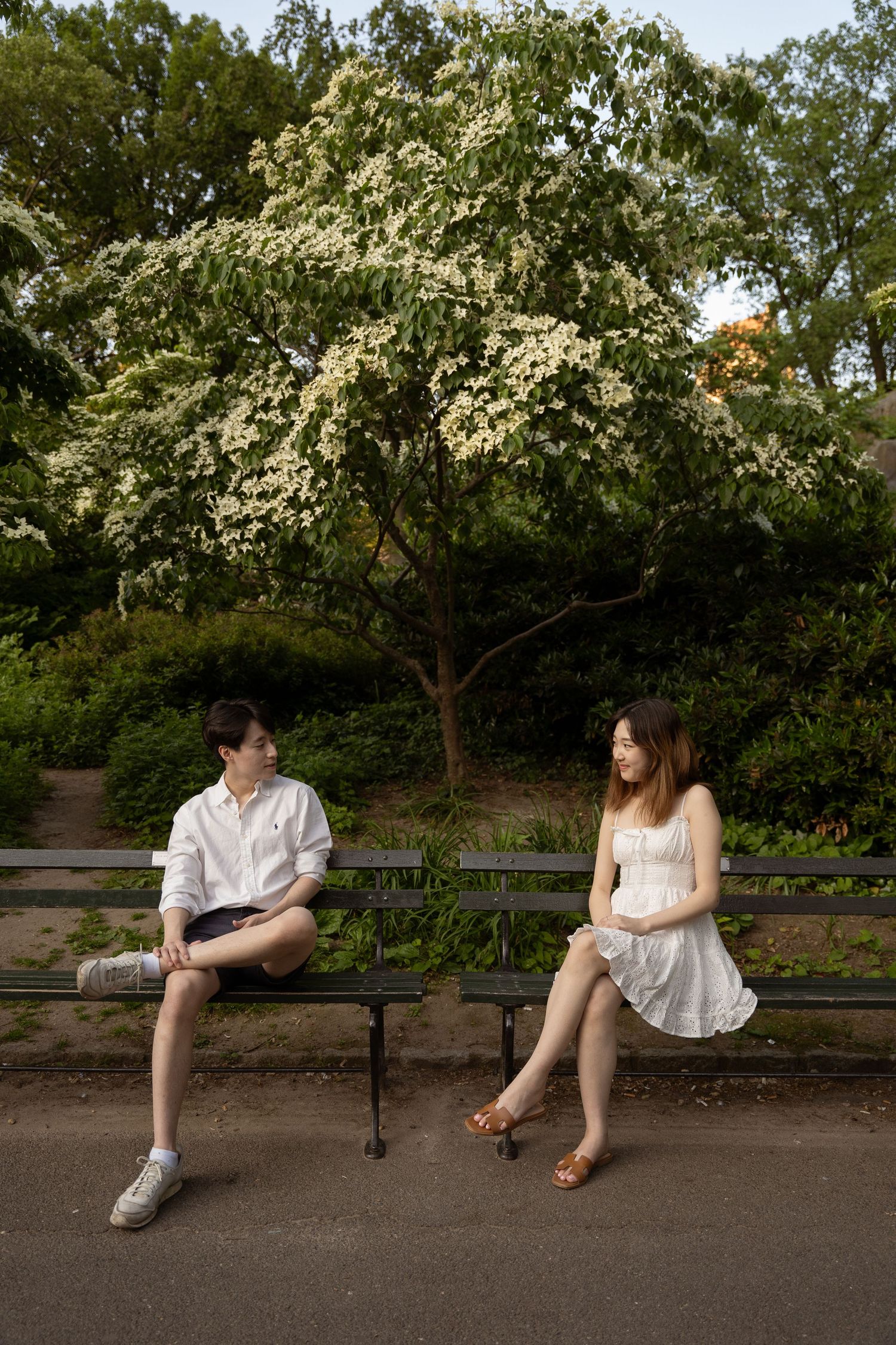 Park bench scene with flowering dogwood trees and urban greenery.